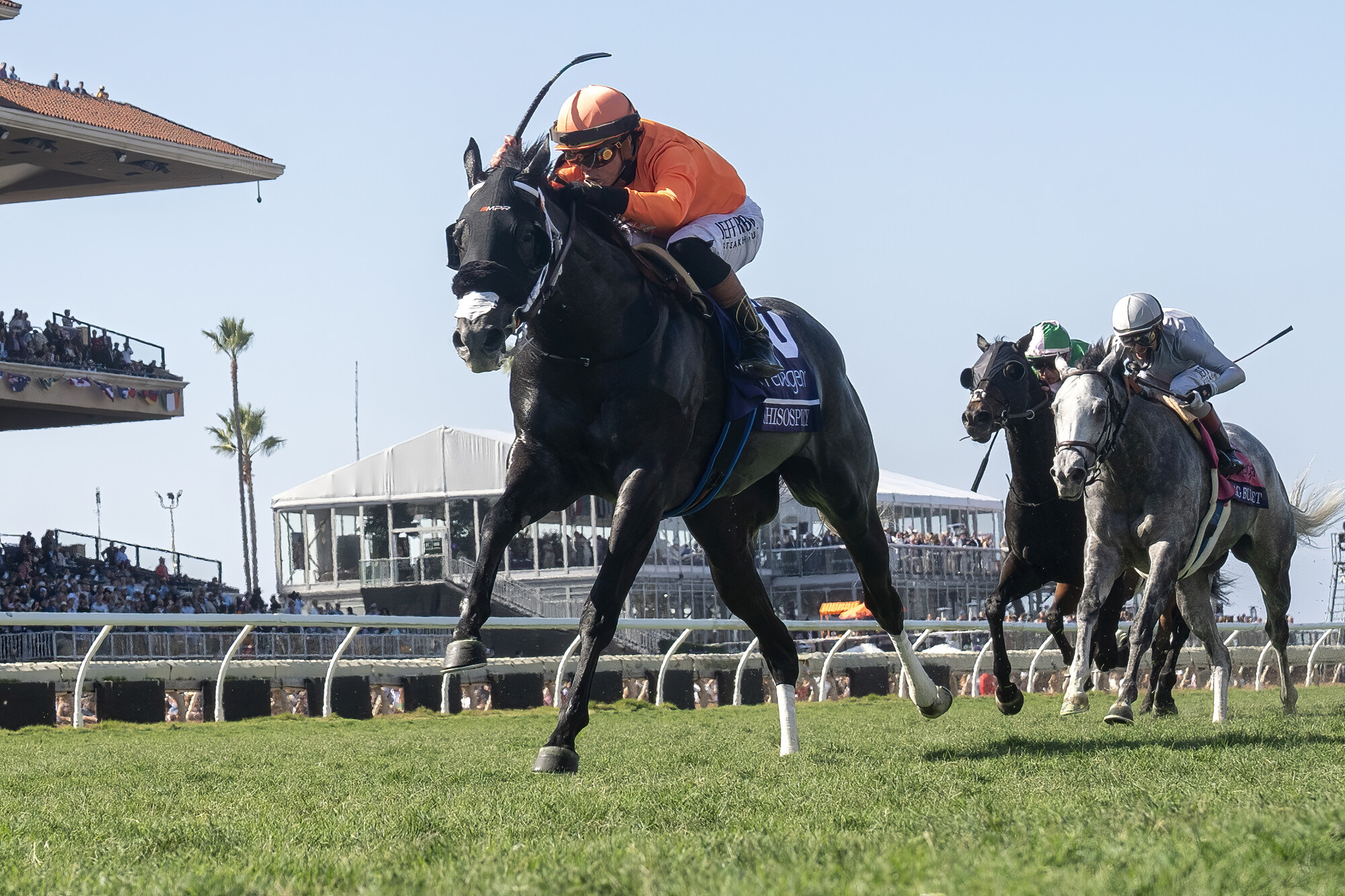 20260125_RS38144_Shisospicy_Turf Sprint (G1)_MK_008.JPG