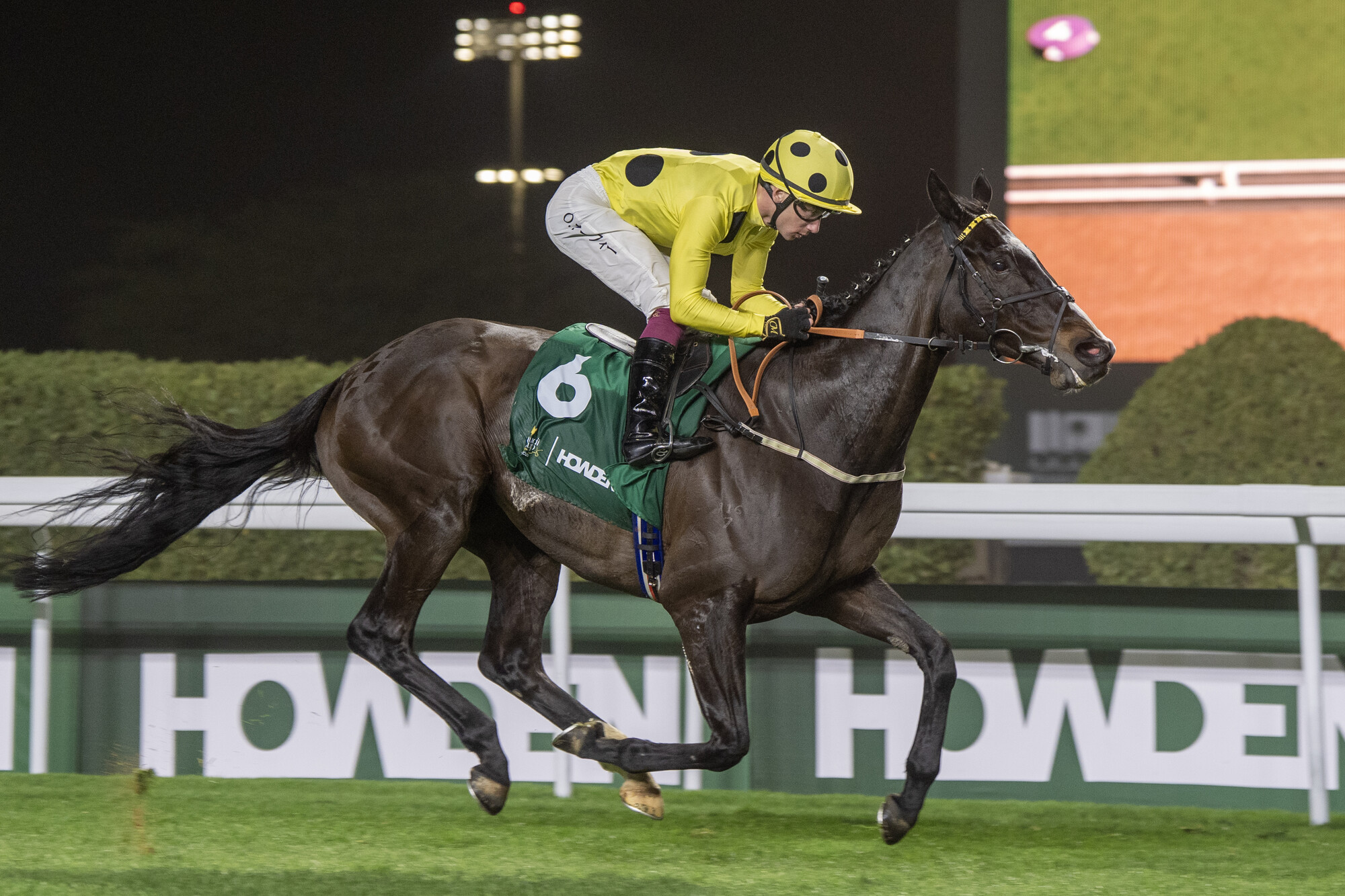 20260214_RS43609_Royal Champion_NeomTurfCup.jpg