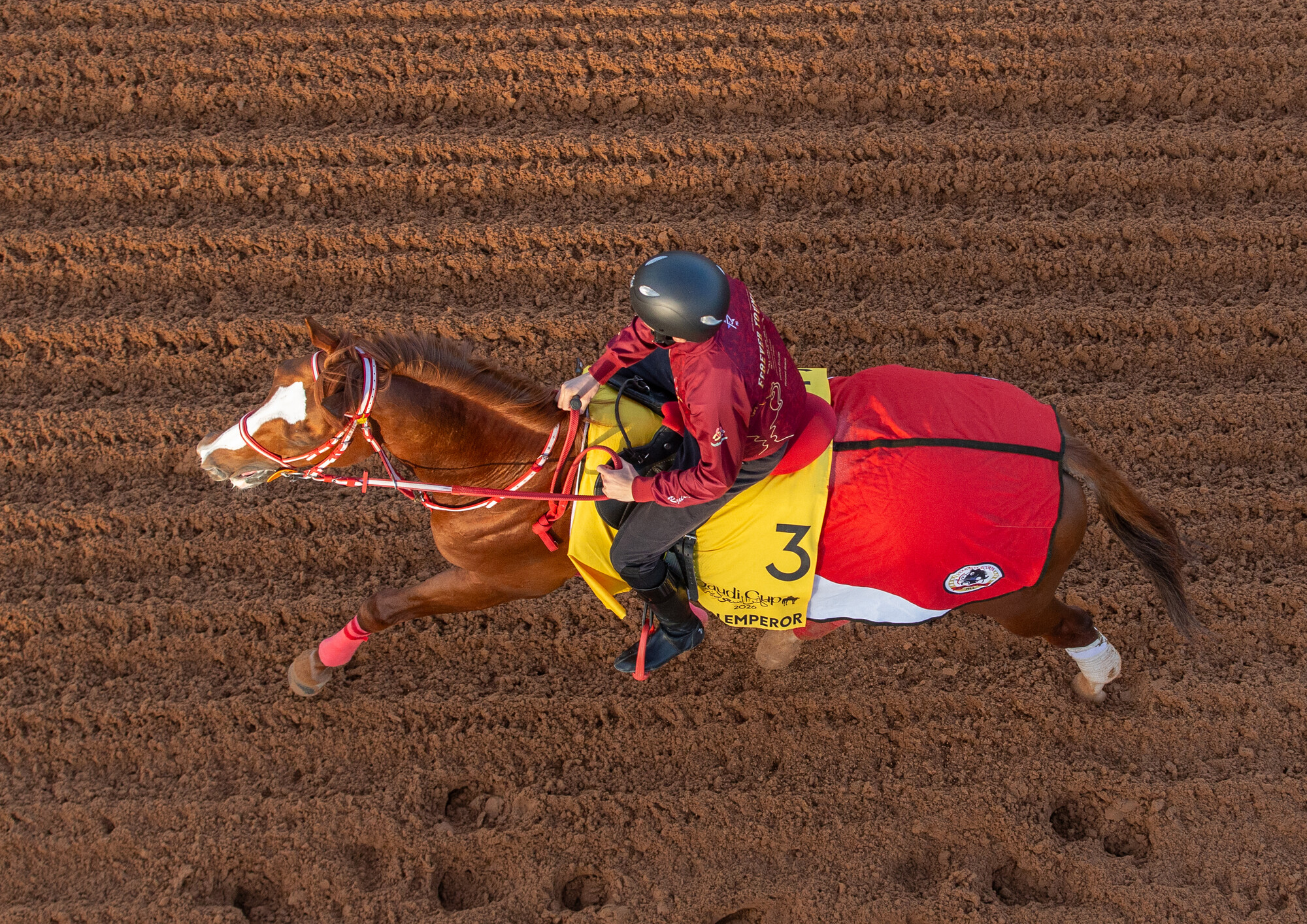 20260210_RS41610_10.02.26_Saudi Cup_Trackwork_Shin Emperor_Erika Rasmussen-4522_lpr.jpg