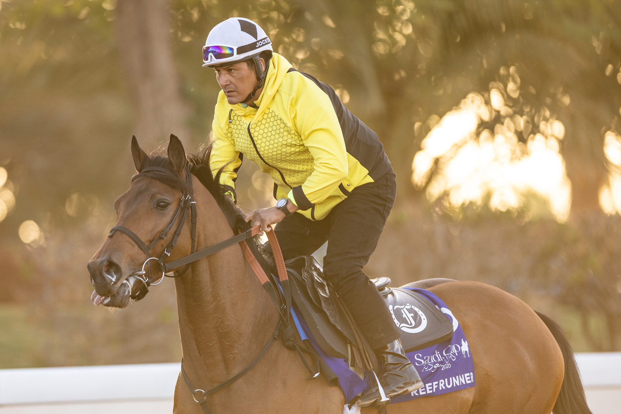 20260212_RS41436_9.2.26_Saudi Cup_Trackwork_REEF RUNNER_Neville Hopwood-7272_lpr.jpg
